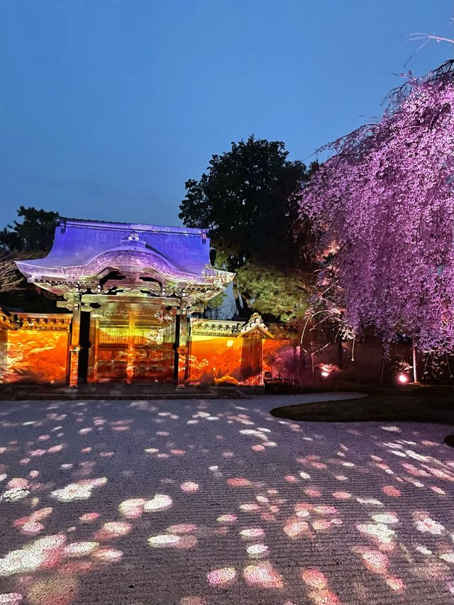 【京都】枝垂れ桜とプロディクションマッピングが同時に見れる庭園