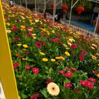 Flowers in Cameron Highlands. 