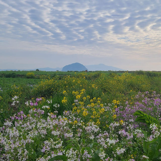 Beautiful Cherry Blossom of Sanbangsan Jeju