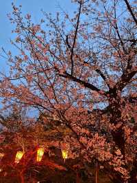 🌸2024【東京】上野恩賜公園：櫻花季，豐富文化體驗