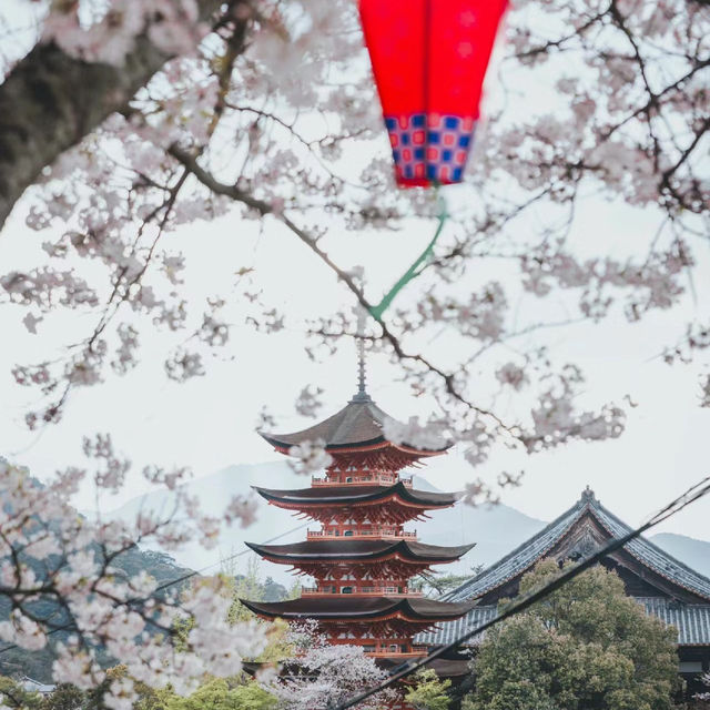 觀音寺下公園：賞櫻必遊景點