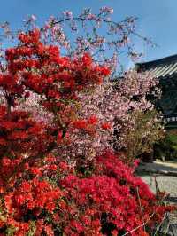 제1회 서부해당화 봄꽃축제🌸