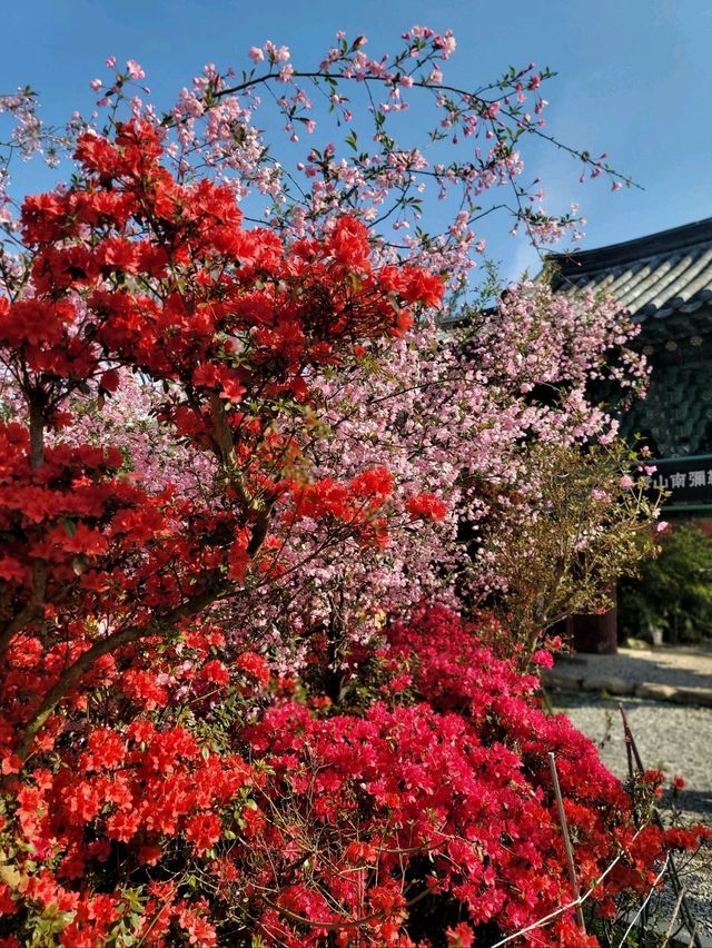 제1회 서부해당화 봄꽃축제🌸