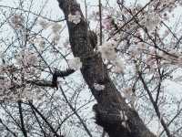 韓國釜山🌸 三樂生態：櫻花盛開季節🌸
