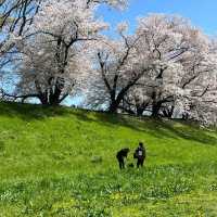 「黑河公園：春日賞櫻，人生樂事」