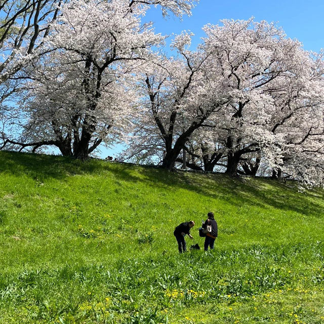 「黑河公園：春日賞櫻，人生樂事」