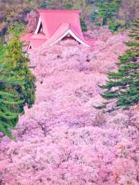 日本三代桜の名所🌸高遠のコヒガンザクラ🌸
