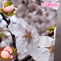 「目黑川賞櫻，春天必去」