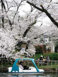 ปั่นเรือเป็ด ชมซากุระที่ ‘สวนอิโนะคาชิระ’ 🇯🇵🌸