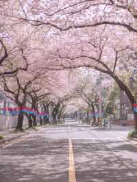 🇰🇷濟州島 ｜韓國最推薦的櫻花大道「典農路」