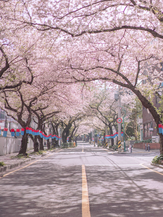 🇰🇷濟州島 ｜韓國最推薦的櫻花大道「典農路」