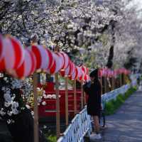 【埼玉】美しい川沿いの桜🌸名所