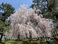 弘前公園櫻花適合春天遊玩