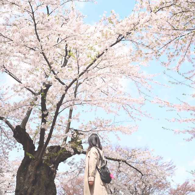 日本一の桜。弘前、行ってみよう！