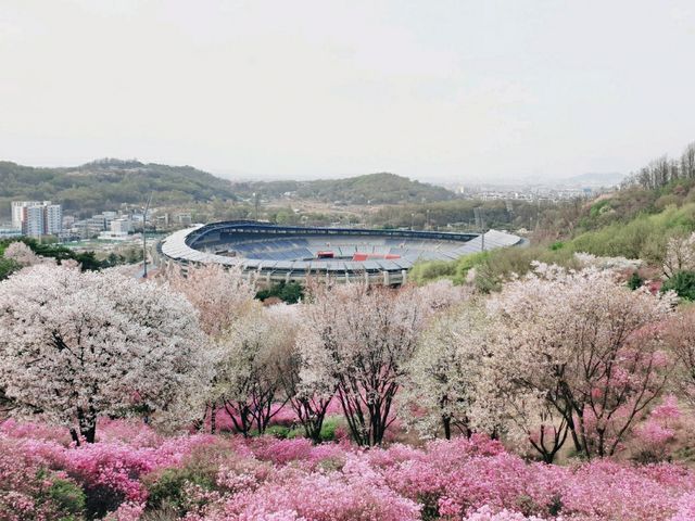 이런 진분홍 꽃대궐이 또 있으랴! 부천 진달래 동산