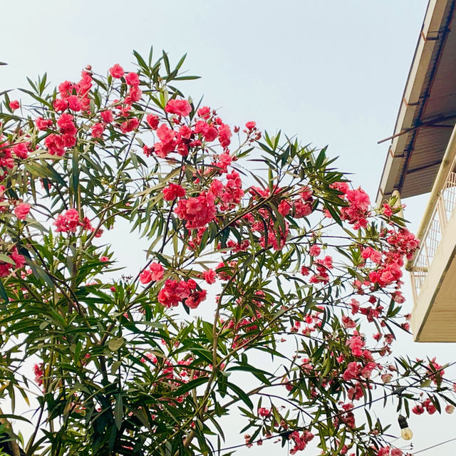 Regional cherry blossoms on the streets of Pokhara🌸🇳🇵