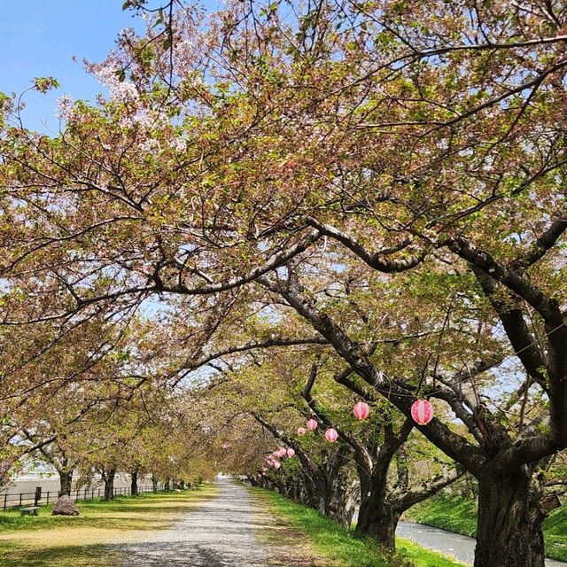 Sakura tree at Toyama