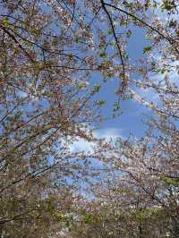벚꽃과 자연과 함께 🌸 가마쿠라의 봄을 느낄 수 있는 여행지를 추천드려요! 