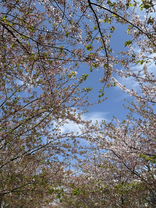 벚꽃과 자연과 함께 🌸 가마쿠라의 봄을 느낄 수 있는 여행지를 추천드려요! 