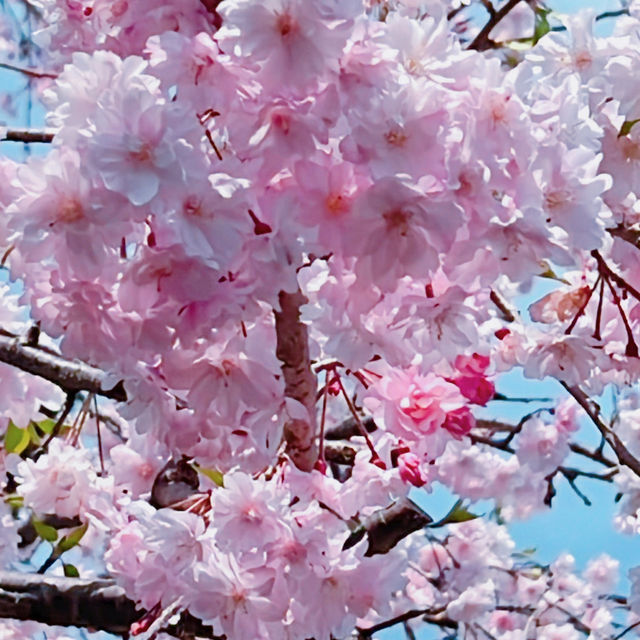 枝垂れ桜のお花見