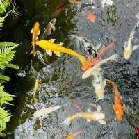 八丈植物公園：自然之美、科學教育和遊樂體驗於一體的綠色寶庫