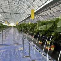 Strawberry Farm