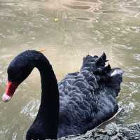 新加坡飛禽公園：近距離觀賞珍稀飛禽，絕佳地方領略鳥類奇觀！