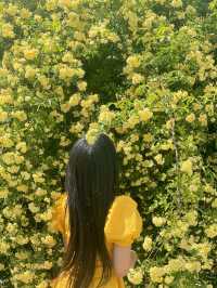 💛창원에서 제일 예쁜 목향장미 포토존💛