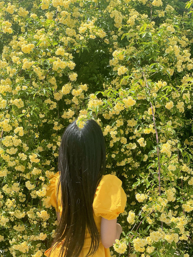💛창원에서 제일 예쁜 목향장미 포토존💛