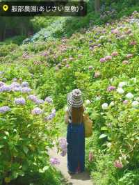 千葉県　紫陽花スポット　服部農園あじさい屋敷