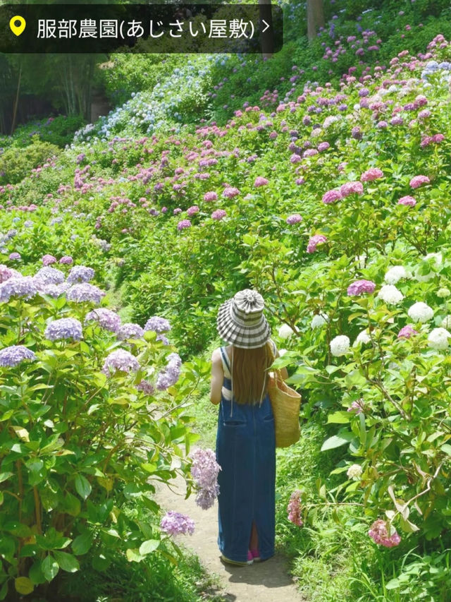 千葉県　紫陽花スポット　服部農園あじさい屋敷