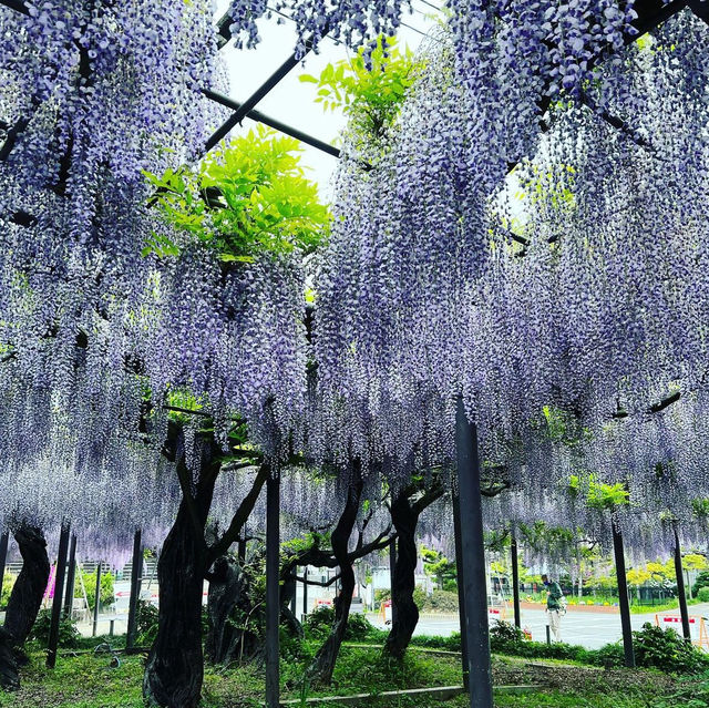 竹鼻別院のフジ