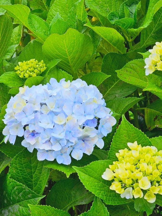 제주 무료 수국명소