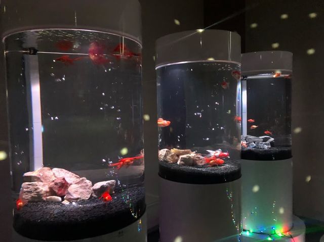 【金魚とアート】日本三大金魚の産地奈良県
