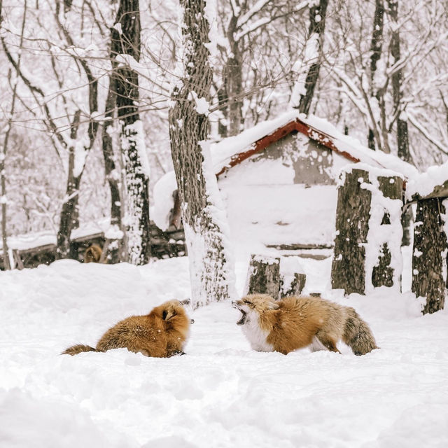 หมู่บ้านจิ้งจอก แห่งเมืองซาโอะ 🦊