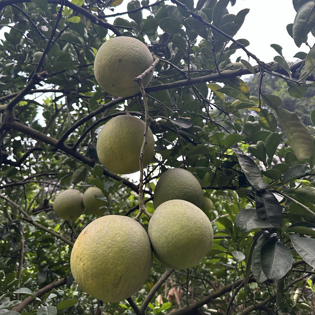 河內下龍灣美食探索之旅🥰
