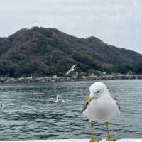 🌟 Unforgettable Moments in Amanohashidate, Kyoto 🇯🇵 