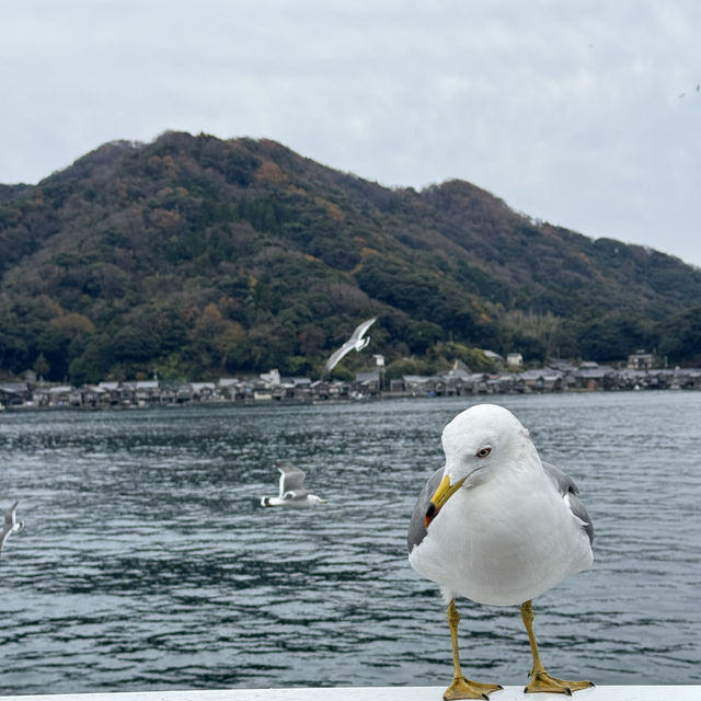🌟 Unforgettable Moments in Amanohashidate, Kyoto 🇯🇵 