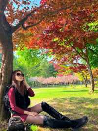 Escape to Nami Island: A Seoul Day Trip 🌳🍁🇰🇷