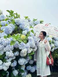 Jeju Island’s Hydrangea HAVEN 💜💙🤍