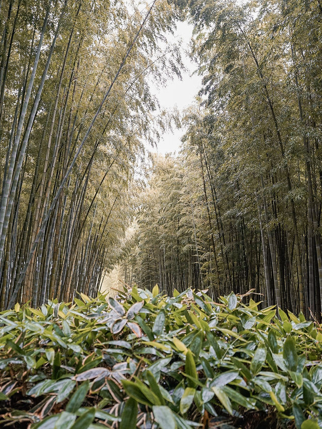 📍若竹の杜 若山農場