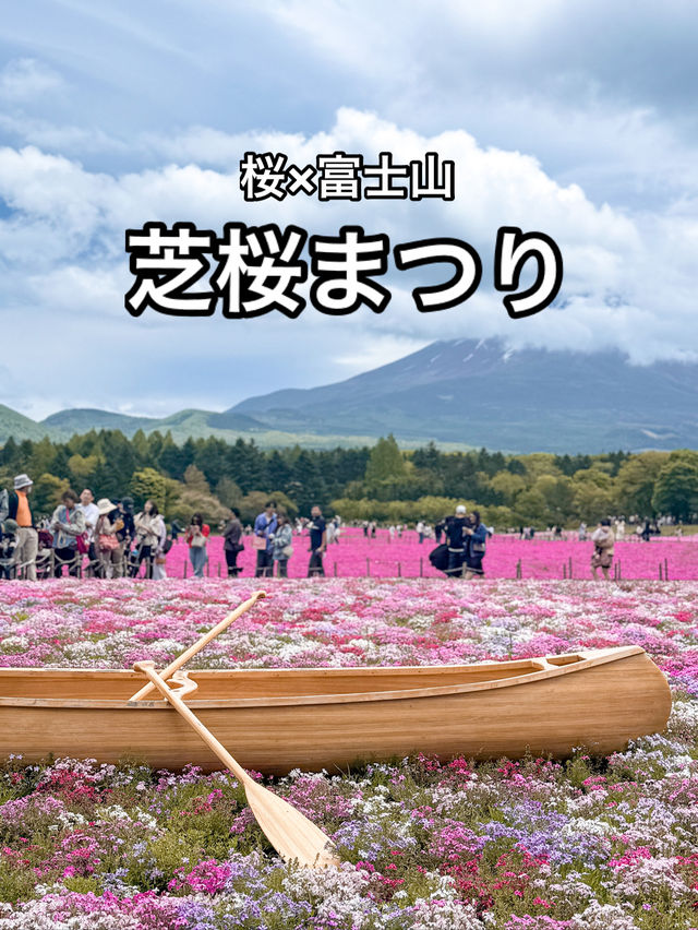 📍富士本栖湖リゾート 富士芝桜まつり