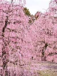 〜三重県鈴鹿市〜ピンクのに染まった世界✨鈴鹿の森庭園