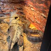 Moonlit Sanctuary: A Night with Nature’s Nocturnal Wonders