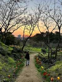 🇰🇷濟州島賞櫻+看日落同時滿足的地方🌸🌅