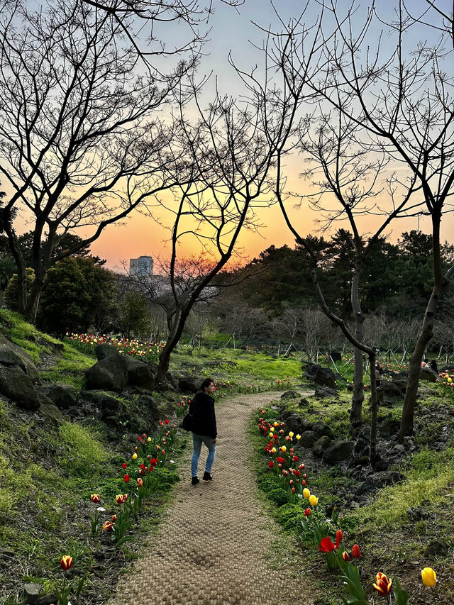 🇰🇷濟州島賞櫻+看日落同時滿足的地方🌸🌅