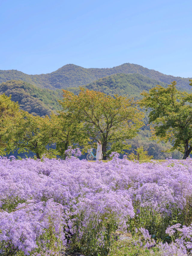 꼭 가야하는 보랏빛 개미취 명소💜