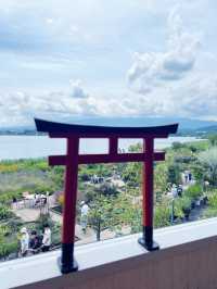 【河口湖】大石公園：薰衣草花海，富士山河口湖美景