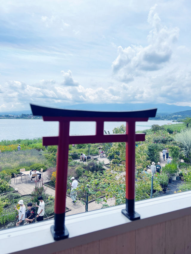 【河口湖】大石公園：薰衣草花海，富士山河口湖美景