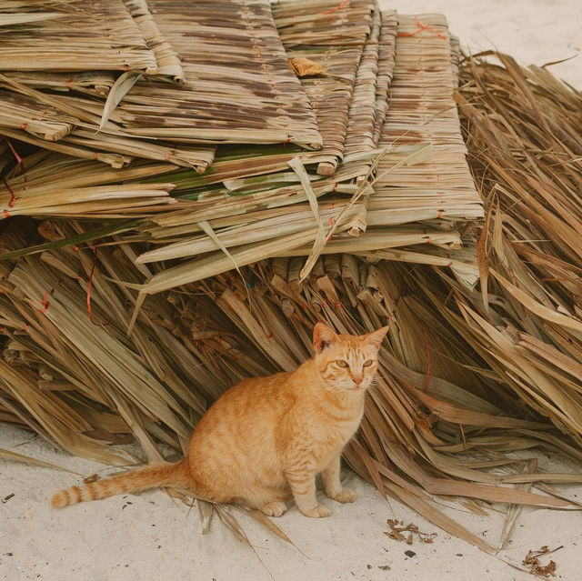 เกาะแมว สวรรค์ของเหล่าทาส! 🐈🏝